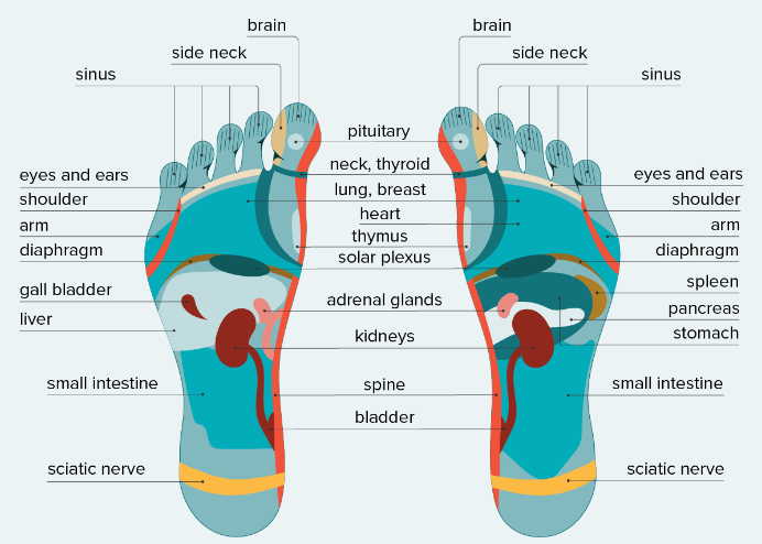 reflexology foot chart reflexology foot chart