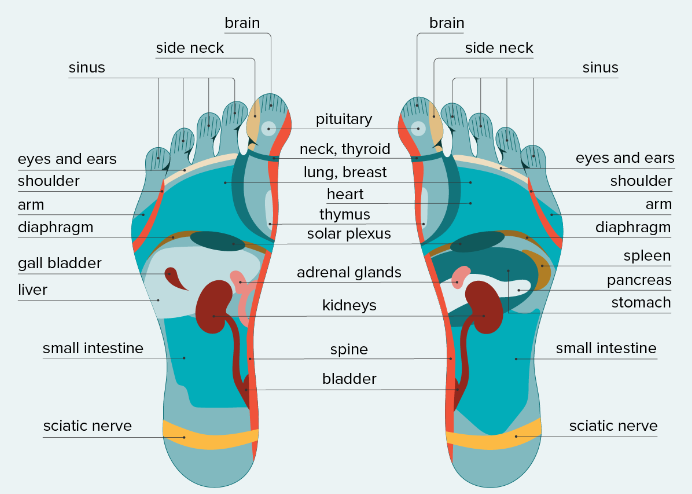 reflexology foot chart